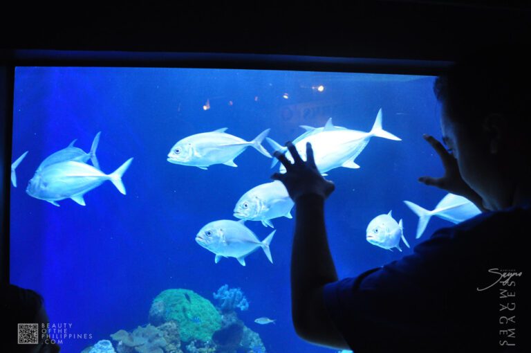 Ocean Adventure Subic Zambales 2011-05-29 2011-05-29 DSC_0377 marianosayno 1