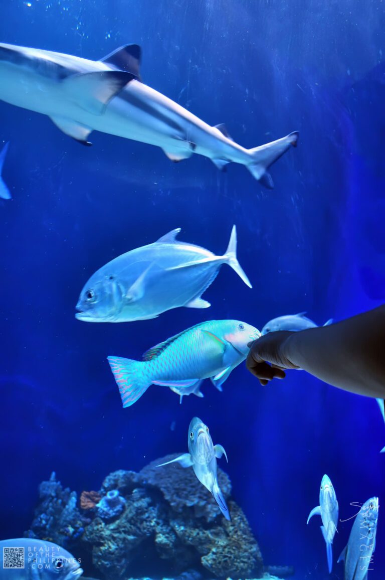 Ocean Adventure Subic Zambales 2011-05-29 2011-05-29 DSC_0394 marianosayno