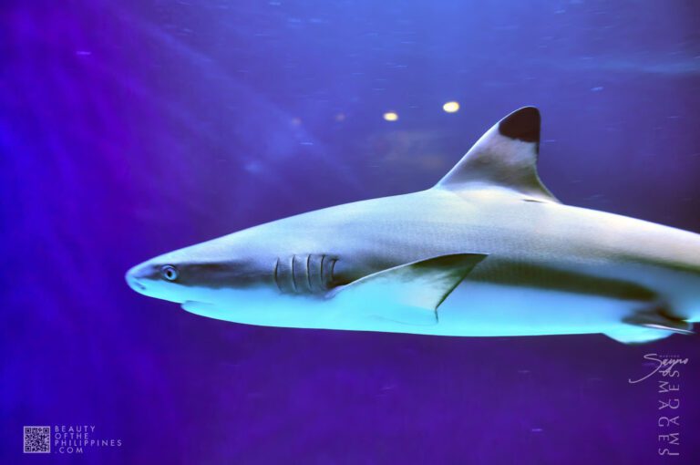 Ocean Adventure Subic Zambales 2011-05-29 2011-05-29 DSC_0401 marianosayno 1