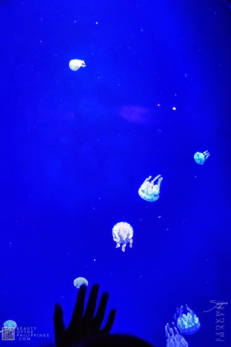 Ocean Adventure Subic Zambales 2011-05-29 2011-05-29 DSC_0405 marianosayno 1