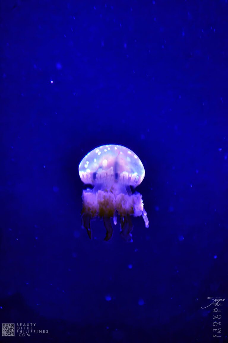 Ocean Adventure Subic Zambales 2011-05-29 2011-05-29 DSC_0415 marianosayno