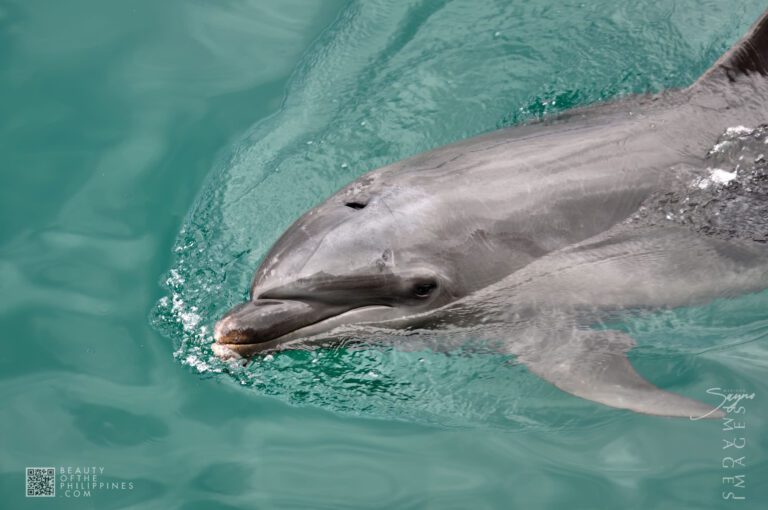 Ocean Adventure Subic Zambales 2011-05-29 2011-05-29 DSC_0492 marianosayno 1