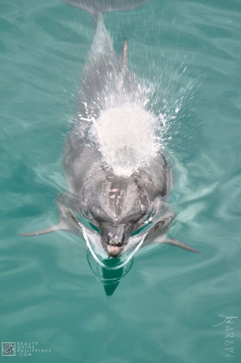 Ocean Adventure Subic Zambales 2011-05-29 2011-05-29 DSC_0517 marianosayno