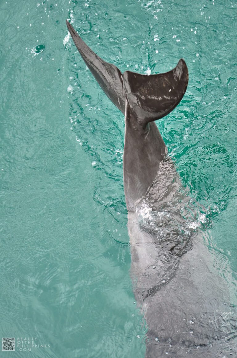 Ocean Adventure Subic Zambales 2011-05-29 2011-05-29 DSC_0552 marianosayno