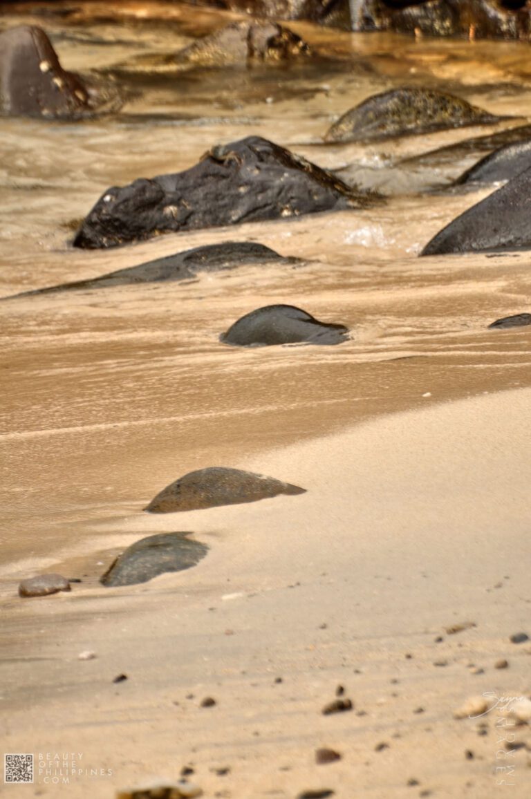 Ocean Adventure Subic Zambales 2011-05-29 2011-05-29 DSC_0645 marianosayno