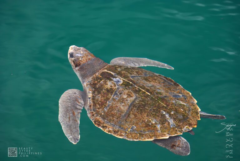 Ocean Adventure Subic Zambales 2011-05-29 2011-05-29 DSC_8170 marianosayno 1