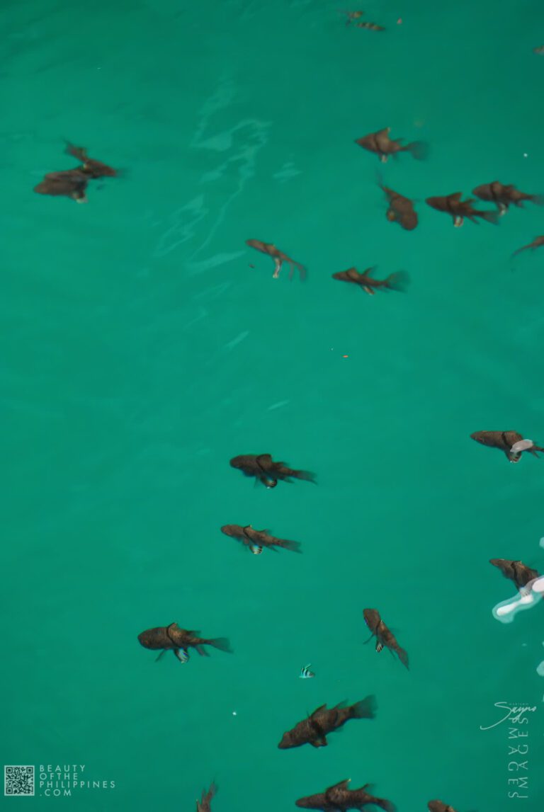 Ocean Adventure Subic Zambales 2011-05-29 2011-05-29 DSC_8184 marianosayno