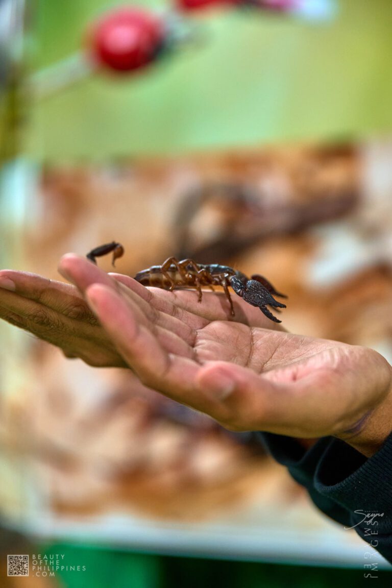 Insectlandia Clark 2025-08-17 Insectlandia Clark 2025-08-17 PS525489 1