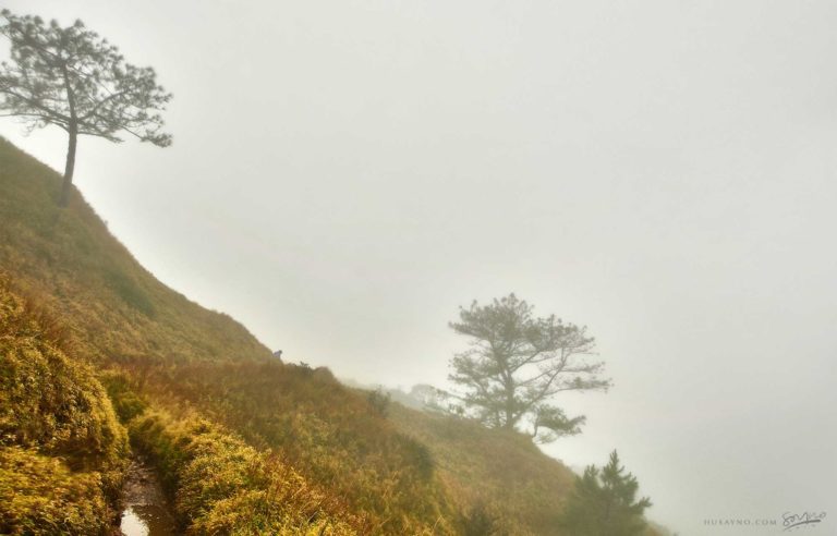 Mt Pulag