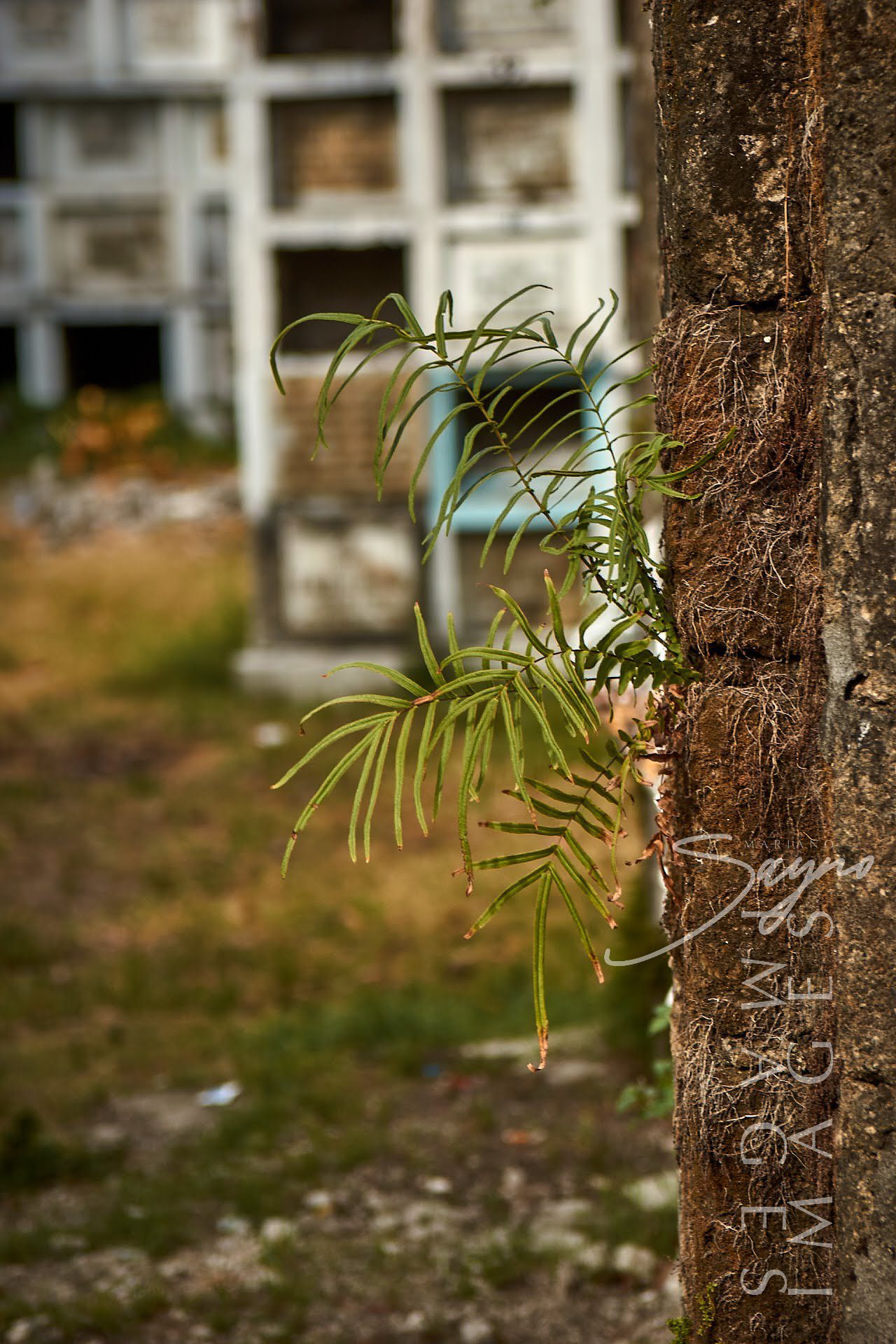 Taguig Simborio: Taguig’s Link to Its Burial Grounds of the Past | The ...