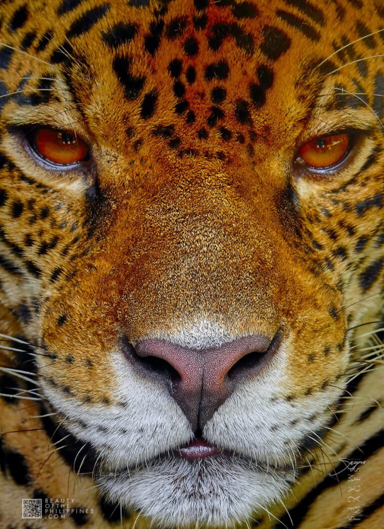 Avilon zoo
