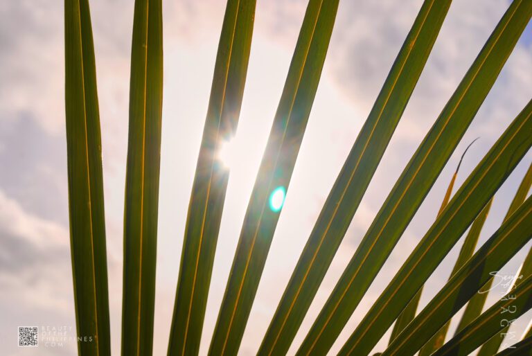 Laiya Beach San Juan Batangas 2009-04-11 DSC_9887 marianosayno 0