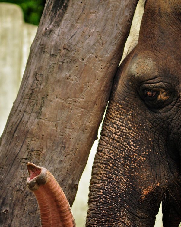 Manila Zoo